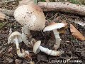 Lepiota ignivolvata-amf1159